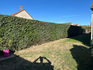 Photo de galerie - Taille de haie mixte avec rabattage de 50cm 