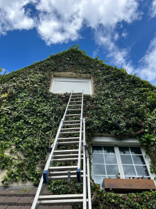 Photo de galerie - Taille d’un lierre