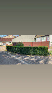 Photo de galerie - Troène 