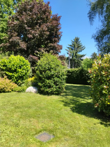 Photo de galerie - Arbuste taillé chez un client