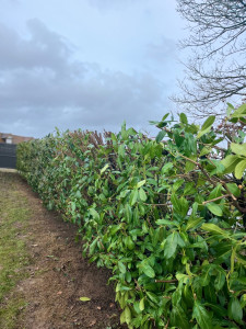 Photo de galerie - Taille et rabattage d’une haie de laurier cerise 