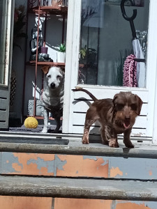 Photo de galerie - Fafou et Umpa profitent du plein air du jardin pour se ressourcer ??❤️.