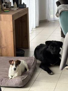 Photo de galerie - Malo un petit Jack Russel en garde à la maison