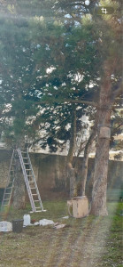 Photo de galerie - Pose d’ecopièges pour lutter contre les chenilles processionnaires du pin