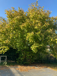 Photo de galerie - Elagage et coupe d'arbres