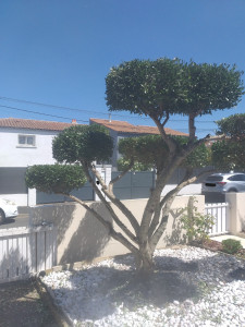 Photo de galerie - Elagage et coupe d'arbres