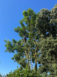 Photo de galerie - Taille d’un frêne 