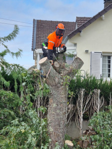 Photo de galerie - Abattage