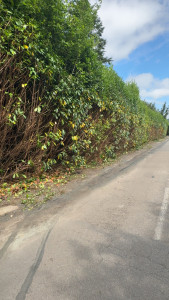 Photo de galerie - Après taille en profondeur environ 1m-1m50 de large 