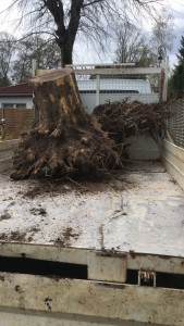 Photo de galerie - Elagage et coupe d'arbres