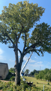 Photo de galerie - Elagage et coupe d'arbres