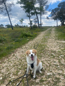 Photo de galerie - Mon chiot de 11 mois très joueur qui adore quand je garde d’autres chiens 
