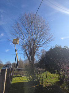 Photo de galerie - Elagage et coupe d'arbres