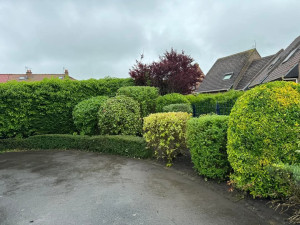 Photo de galerie - Après la taille 