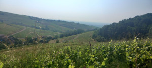Photo de galerie - Cisaillage de pieds vignes 