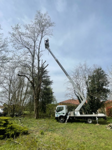 Photo de galerie - Elagage et coupe d'arbres