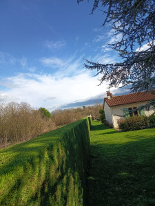 Photo de galerie - Taille haie de thuya sur 150m de long