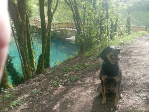 Photo de galerie - Balade chien