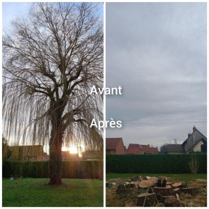 Photo de galerie - Abattage arbres 
