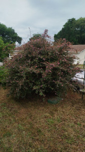 Photo de galerie - Taille de haies et d'arbustes