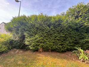 Photo de galerie - Taille de haie 