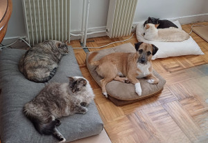 Photo de galerie - Mon chien ?( 1 jack russel né en 2023) et 3 générations de chats ?