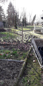 Photo de galerie - Désherbage - Plantation bulbes + annuelles - Taille rosiers 