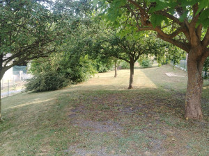 Photo de galerie - Entretien jardin , tonte + débroussaillage bordure 