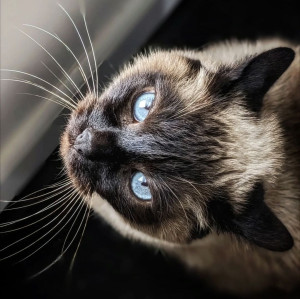 Photo de galerie - Photographie de mon ancien chat prise par moi-même. J'ai eu la chance d'avoir pu m'occuper chaque jour de mon chat, chien, ainsi que de mes poules ???