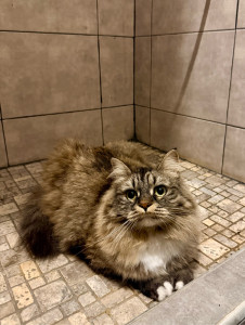 Photo de galerie - Garde de mademoiselle TIA chat Sibérien 