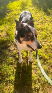 Photo de galerie - Garde chien