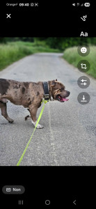 Photo de galerie - Garde de l’american bully