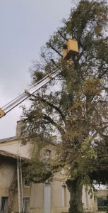 Photo de galerie - Élagage d’arbres en hauteur avec nacelle réalisé par Élag’Express : intervention professionnelle et sécurisée