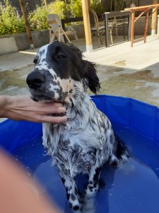 Photo de galerie - Garde chien