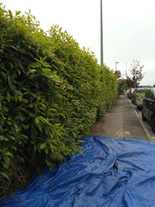 Photo de galerie - Taille de haies et d'arbustes