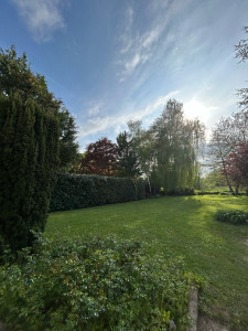 Photo de galerie - Remise à niveau d’une haie de lauriers-palmes de 4 m de hauteur sur 5 m de largeur. 