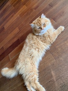 Photo de galerie - Garde chat