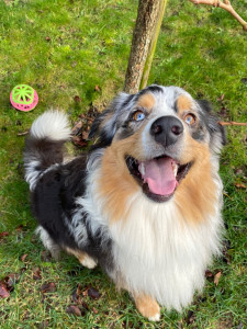 Photo de galerie - Garde chien