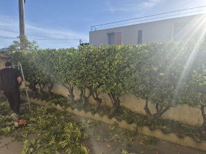 Photo de galerie - élagage à Sorgues