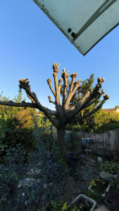 Photo de galerie - Elagage et coupe d'arbres