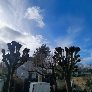 Photo de galerie - Elagage et coupe d'arbres