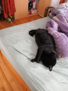 Photo de galerie - C'est le chat du voisin que l'on a gardé quelques semaines :) qu'il est mignon quand il dort