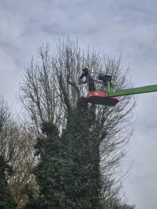 Photo de galerie - Elagage et coupe d'arbres