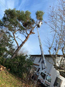 Photo de galerie - Abattage d’arbres