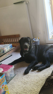 Photo de galerie - Garde chien