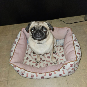 Photo de galerie - Plume petite carlin toute gentille 