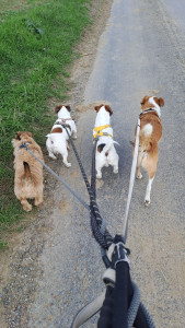 Photo de galerie - Balades à la campagne 
