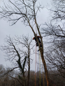 Photo de galerie - Elagage et coupe d'arbres