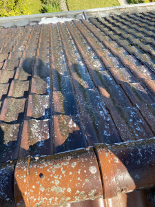 Photo de galerie - Antimouss 