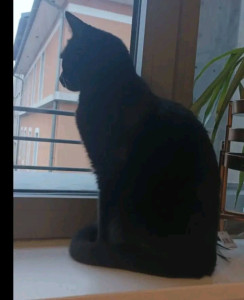 Photo de galerie - Garde chat a mon domicile 